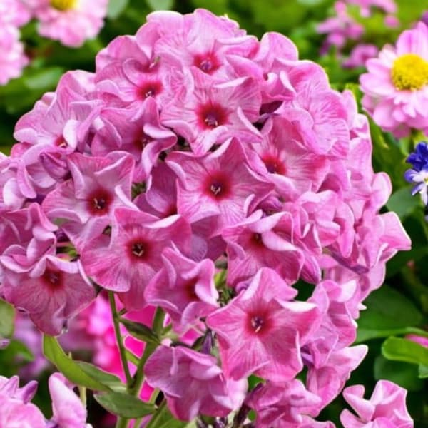 Phlox Flox Panicle Flame pariserhjul 1 stk.