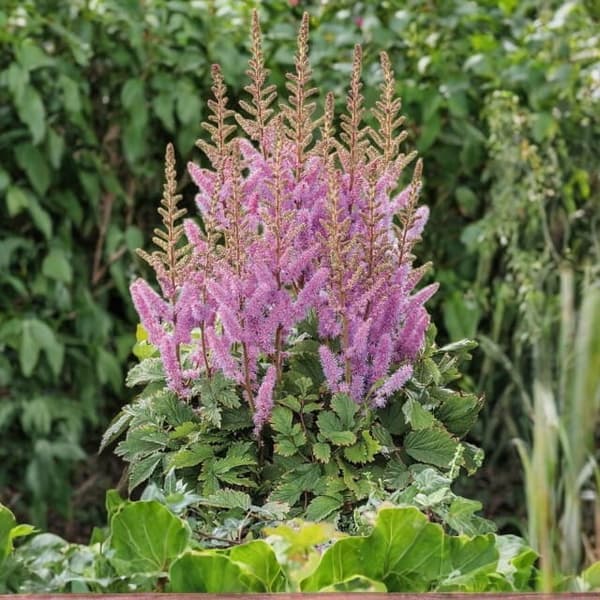 Astilbe kinesisk Astilbe Pumila 1 st.