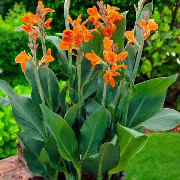 Kanna Canna Canna Stadt Fellbach 1 kpl.