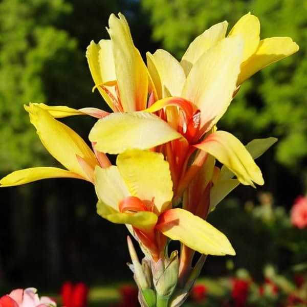 Kanna Canna Canna Fiesta 1 st.