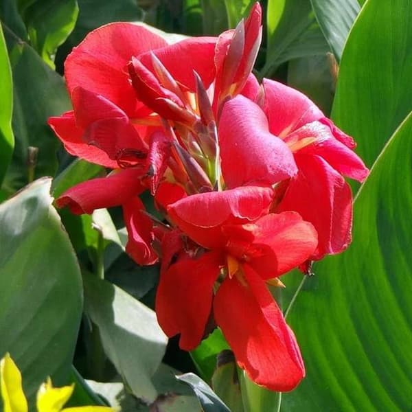 Canna Canna Canna Mrs. Oklahoma 1 kpl.