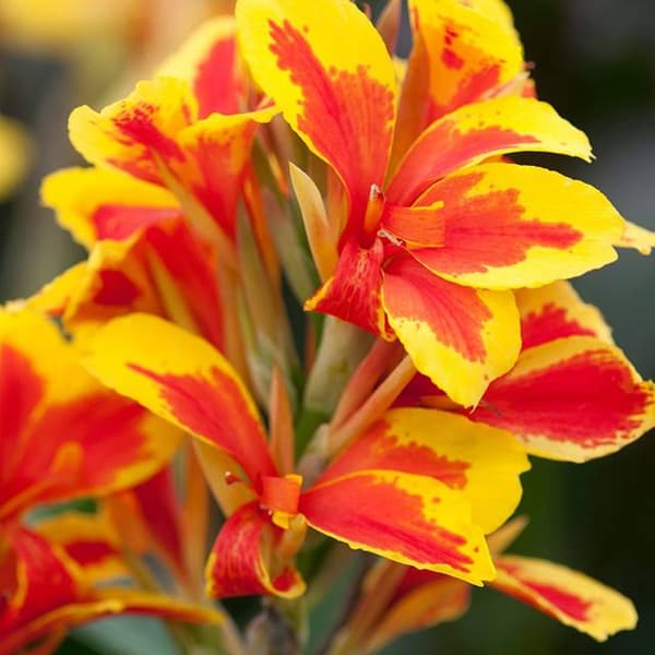 Kanna Canna Canna Queen Charlotte 1 stk.