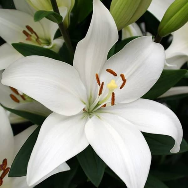 Aasianlilja Bright Diamond XXL (20/+) 1 kpl.