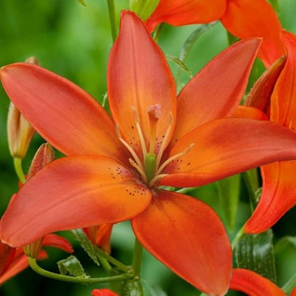 Aasianlilja Mandarin Star 1 kpl.