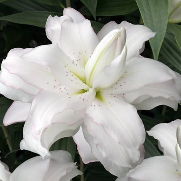 Itämainen lilja täynnä Lotus Beauty XXL 1 kpl.