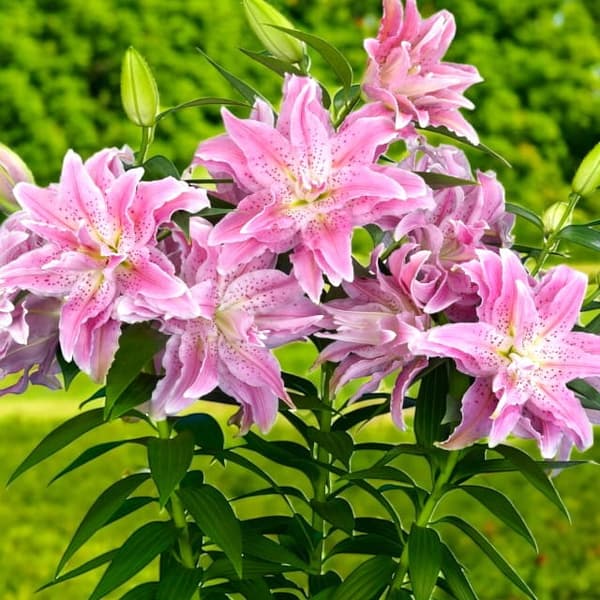 Roselily Azra -tuplalilja 1 kpl.
