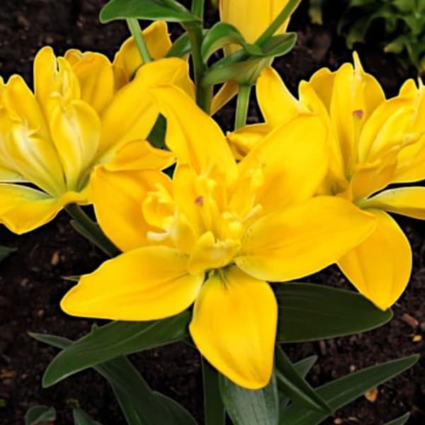 Full Lily LA Beverly Gold 1 kpl.