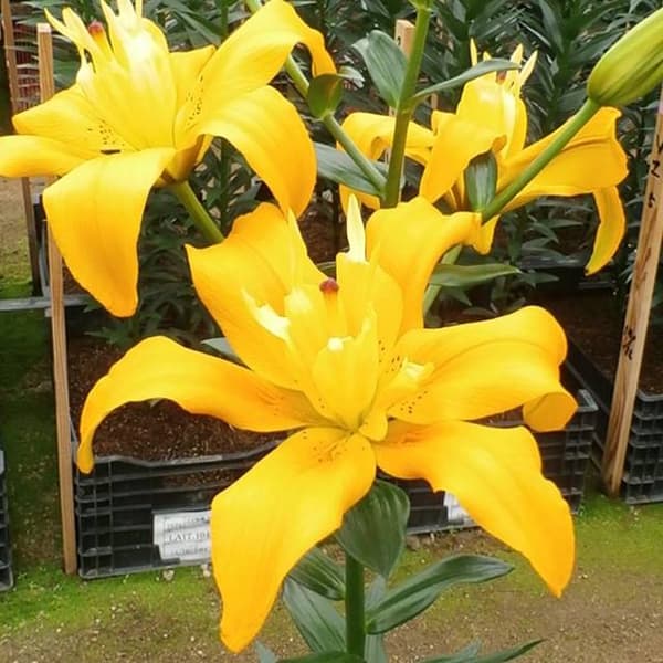 Full Lily LA Baghånd 1 stk.