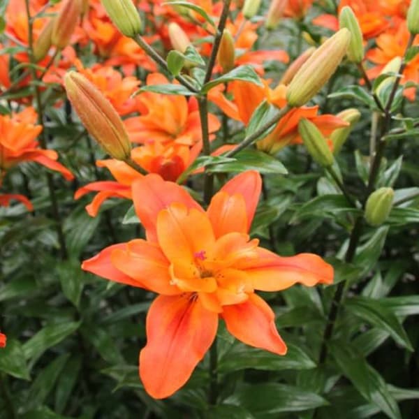 Full Lily LA Caddy 1 kpl.