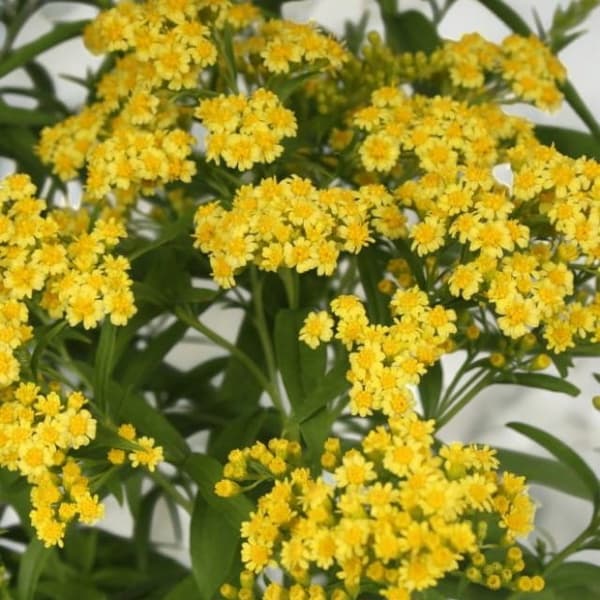 Solidaster goldenrodaster luteus Lemone 1 kpl.