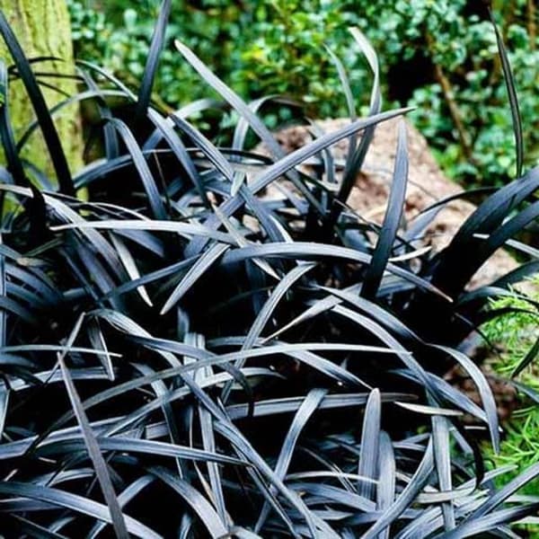 Ophiopogon Fladstilket Møl Niger 1 stk.