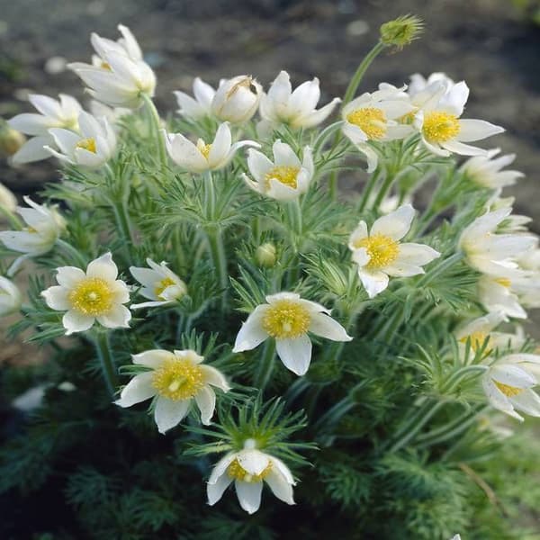 Pulsatilla Pasque Flower Alba 1 st.