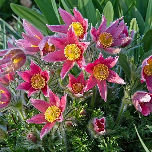 Pulsatilla Pasque Flower Rosea 1 kpl.