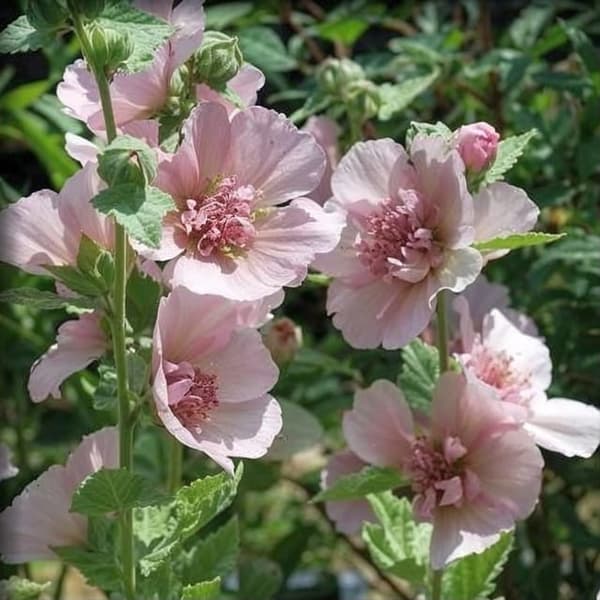 Alcea puolikaksinkertainen salkoruusu Parkfrieden 1 kpl.
