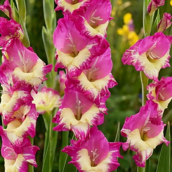 Gladiolus Gladiolus Extravert 5 st. 10/12