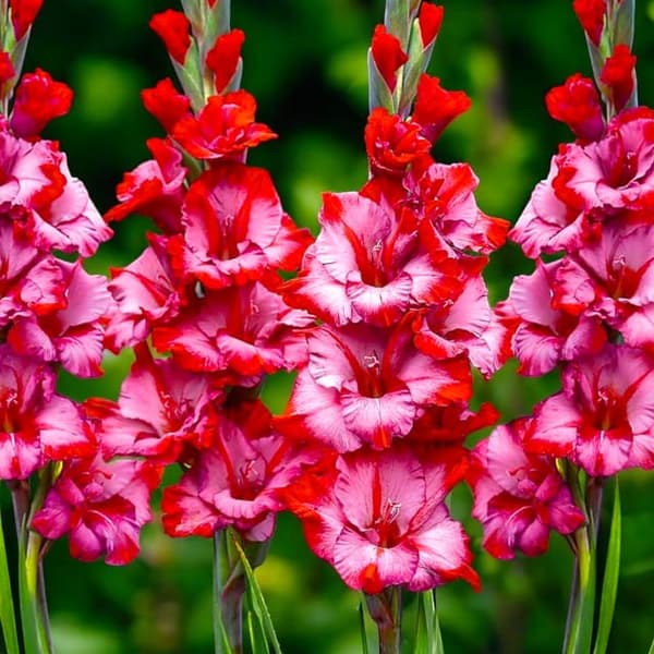 Gladiolus Teds Trump 5 st. 12/14