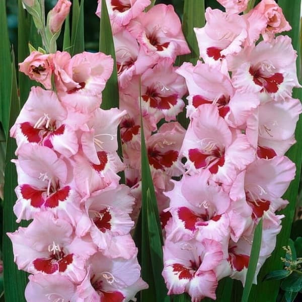 Gladiolus Gladiolus Vin og Roser XXL 5 stk. 14/16