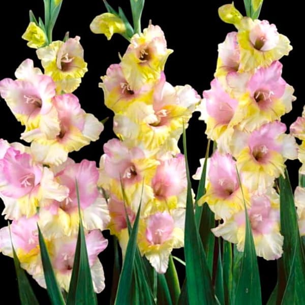 Gladiolus Gladiolus Mon Amour 5 st. 12/14