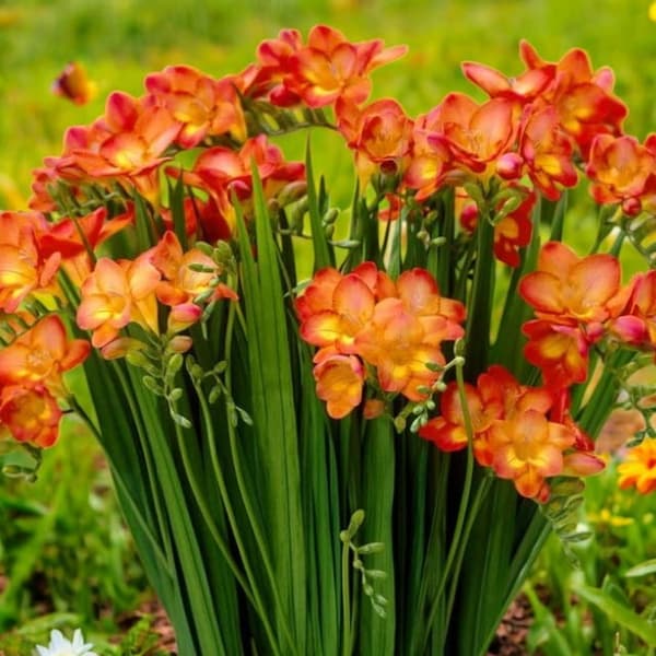 Freesia tupla Freesia tupla oranssi 10 kpl.
