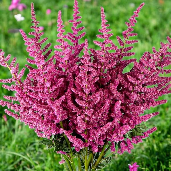 Astilbe Tawułka Arendsa Loud and Proud 1 stk.