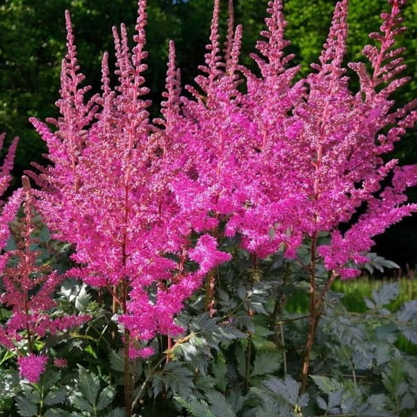 Astilbe Arends Astilbe Maggie Daley 1 stk.