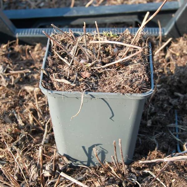 Anemone Leveillei potti P9 1 kpl.