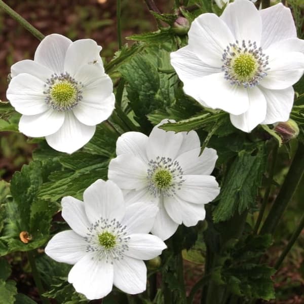 Anemone Leveillei potti P9 1 kpl.