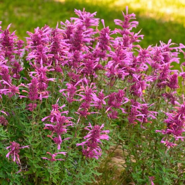 Agastache Kłosowiec Rosie Posie 1 st. kruka P9