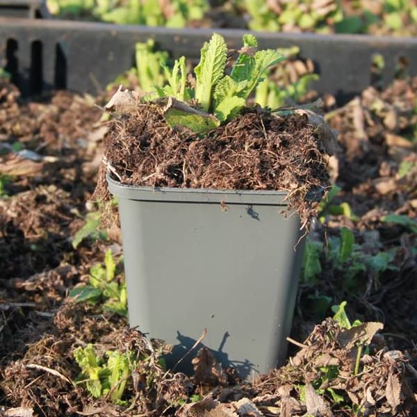 Salvia Untuvasalvia Schneehügel P9 1 kpl.