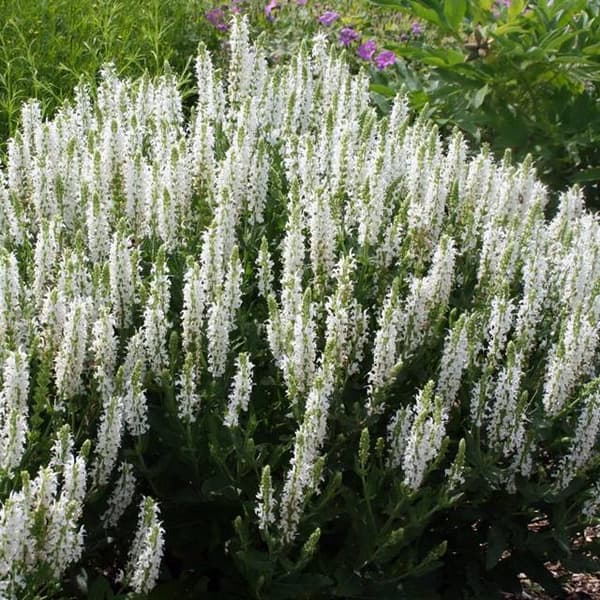 Salvia Untuvasalvia Schneehügel P9 1 kpl.