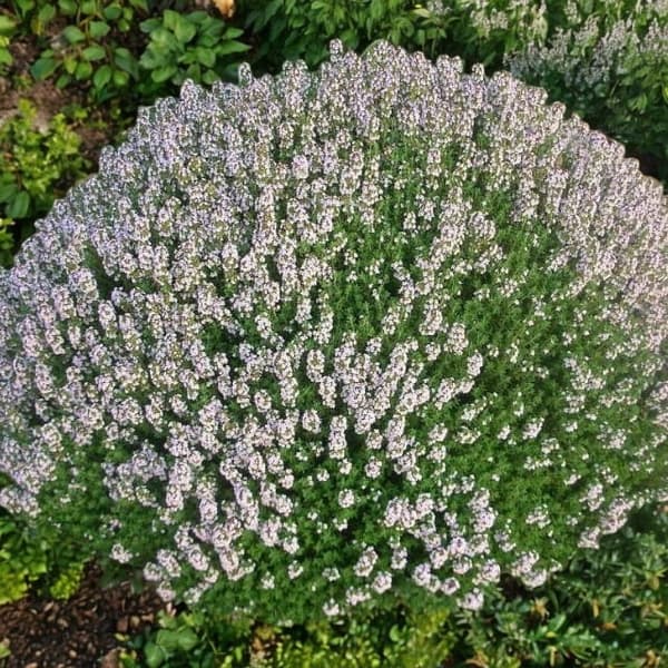 Almindelig timian Thymus Compactus P9 1 stk.
