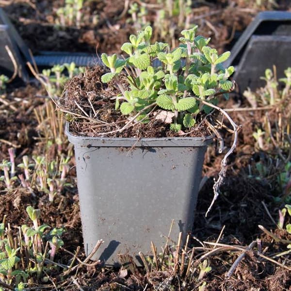 Nepeta recemosa Catnip Grog P9 1 stk