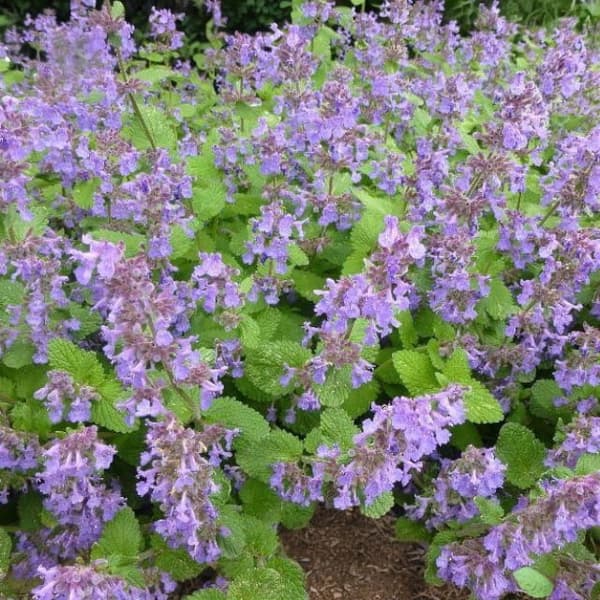 Nepeta recemosa Catnip Grog P9 1 stk