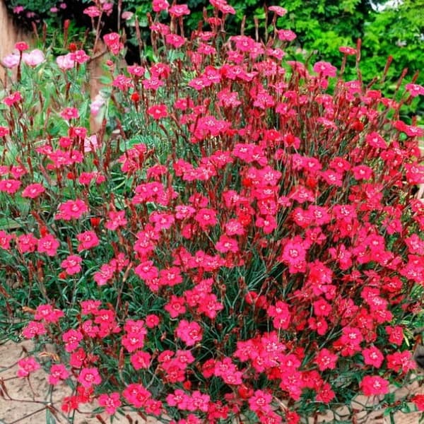 Dianthus deltoides Nellike Brilliant P9 1 stk.