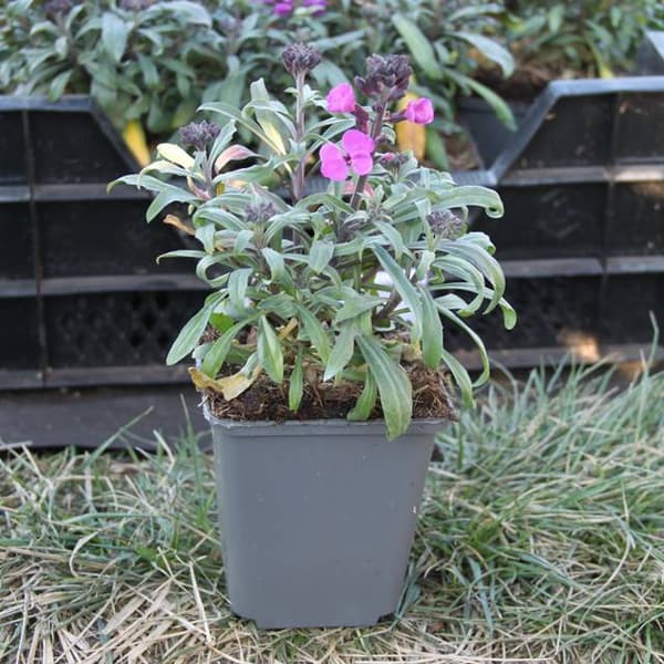 Erysimum Super Bowl Mauve P9 1 st.