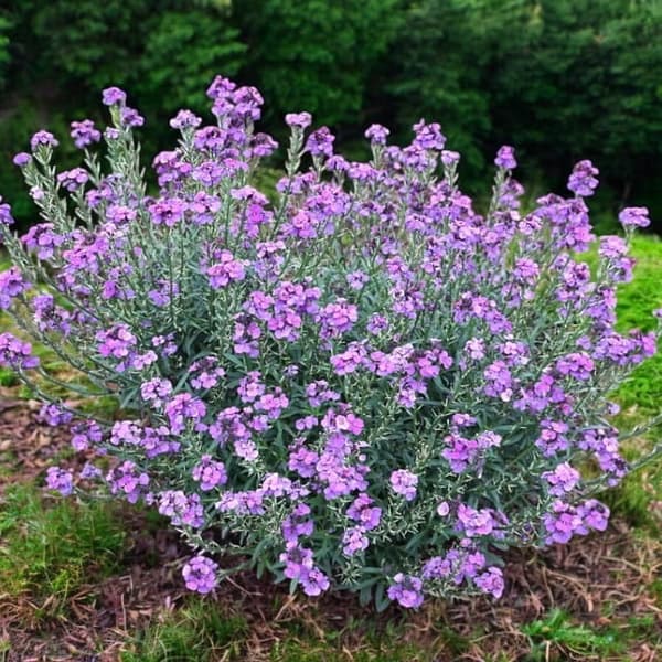 Erysimum Super Bowl Mauve P9 1 st.