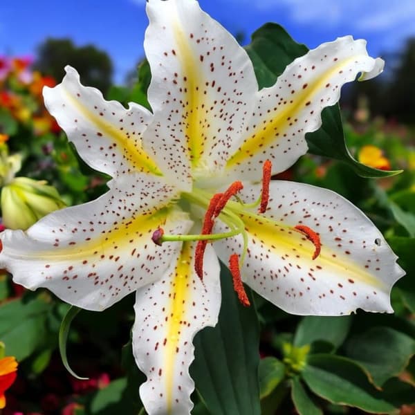 Orientalisk lilja Auratum 1 st.