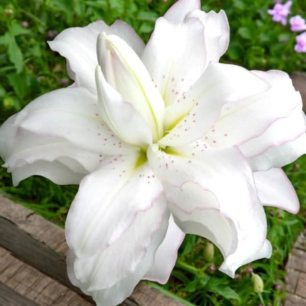 Orientalsk lilje dobbelt Lotus Ice 1 stk.