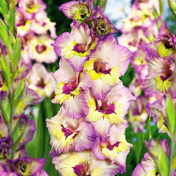 Gladiolus Gladiolus Sapporo 5 st. 12/14