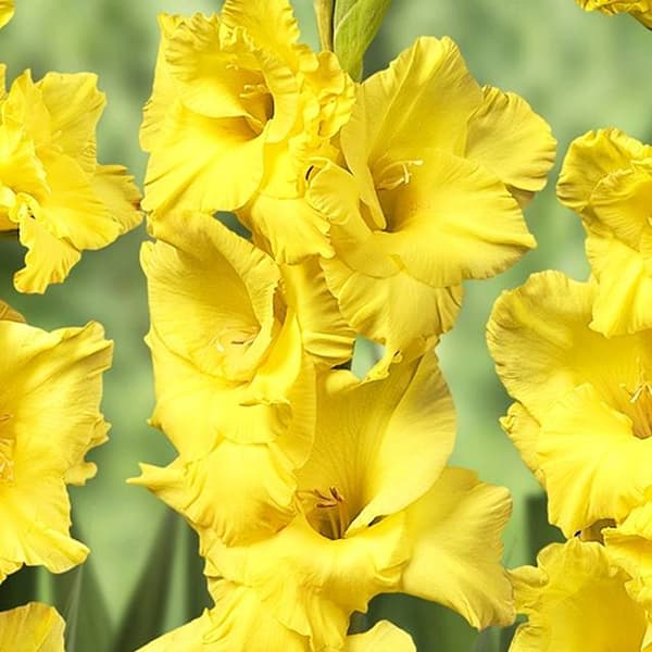 Gladiolus Gladiolus Nova Lux 5 kpl. 10/12
