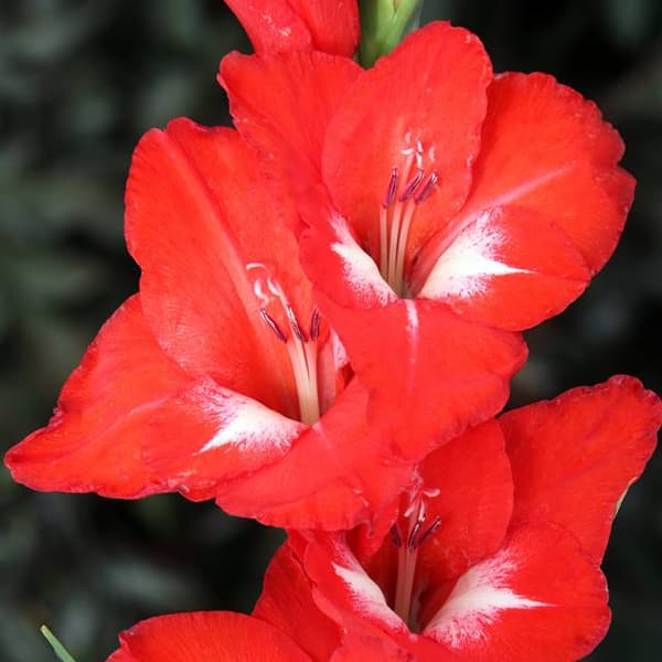 Gladiolus Gladiolus Traderhorn 5 stk. 12/14