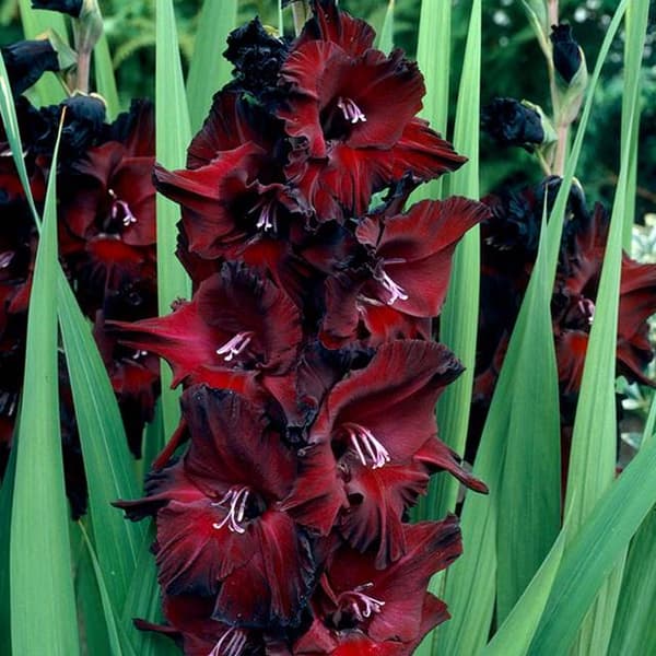 Gladiolus Gladiolus Svart Överraskning 5 st. 10/12