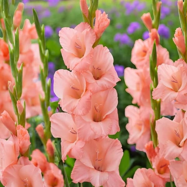 Gladiolus Gladiolus Sugar Babe 5 st. 12/14