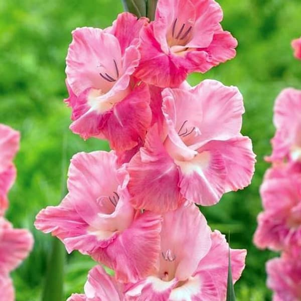 Vaaleanpunainen papukaija aaltopeltigladiolus 5 kpl. 10/12