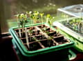 Miniatyrbild 5 av 7: Miniväxthus med två brickor på 27x20x11 cm för plantor