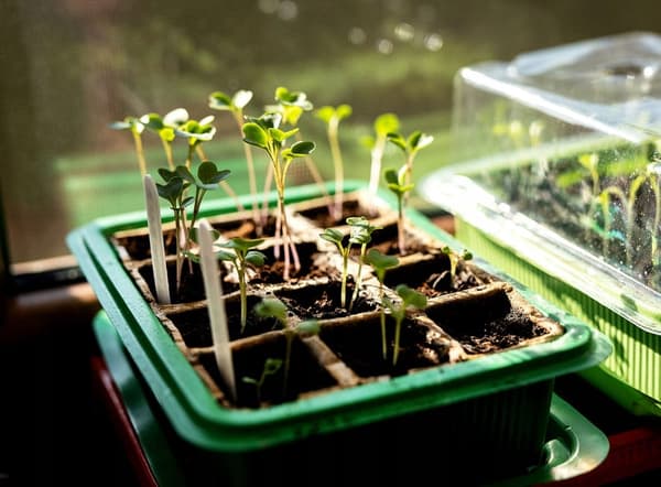 Miniväxthus med två brickor på 27x20x11 cm för plantor