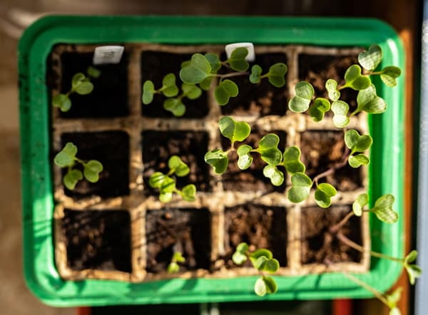 Miniväxthus med två brickor på 27x20x11 cm för plantor