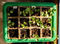 Miniatyrbild 6 av 7: Miniväxthus med två brickor på 27x20x11 cm för plantor