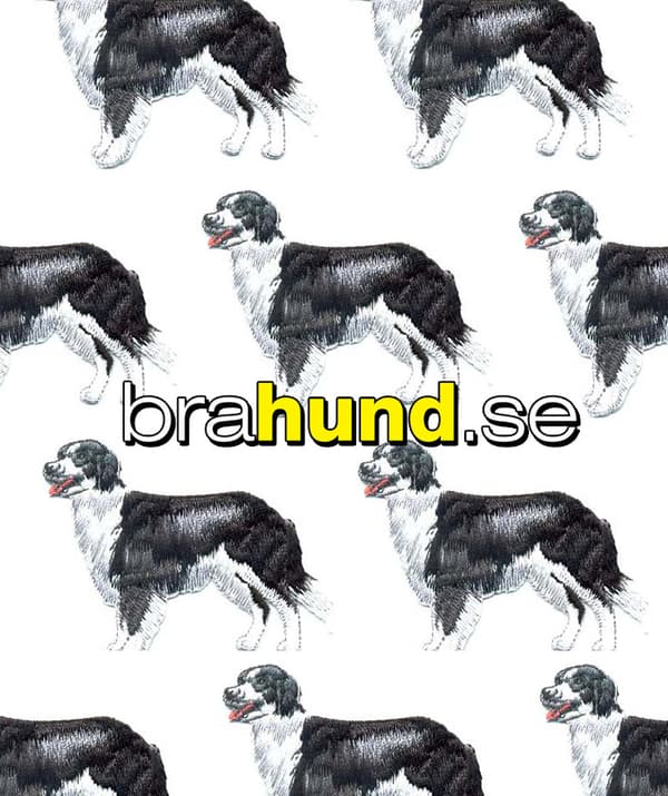 Brodyrmärke Border Collie stående