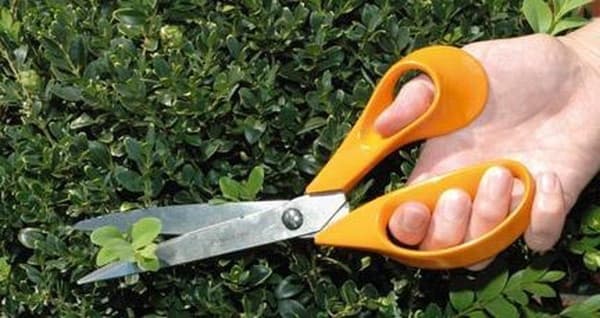 Fiskars Classic Universal Sax - S94 - Orange - 24 cm